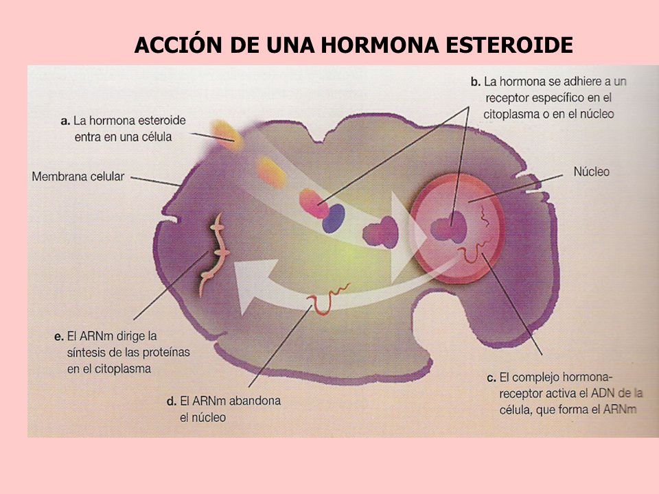 ACCIÓN DE UNA HORMONA ESTEROIDE