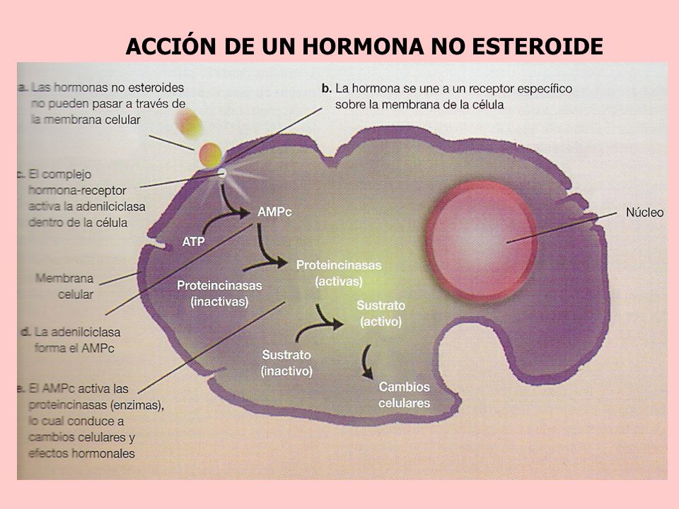 ACCIÓN DE UN HORMONA NO ESTEROIDE