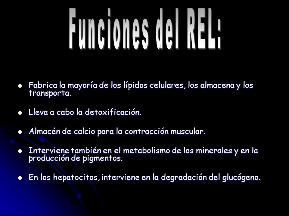 Funciones del REL: Fabrica la mayoría de los lípidos celulares, los almacena y los transporta. Lleva a cabo la detoxificación.