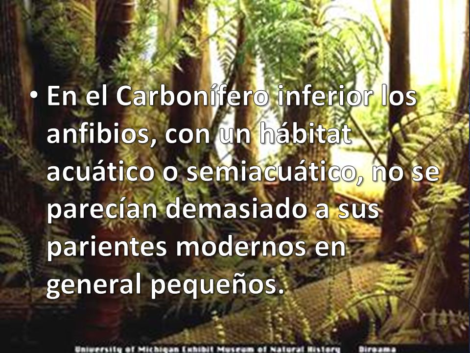 En el Carbonífero inferior los anfibios, con un hábitat acuático o semiacuático, no se parecían demasiado a sus parientes modernos en general pequeños.