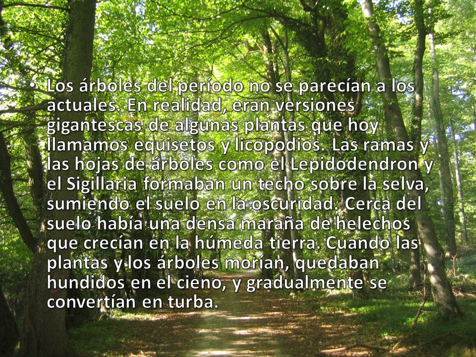 Los árboles del período no se parecían a los actuales