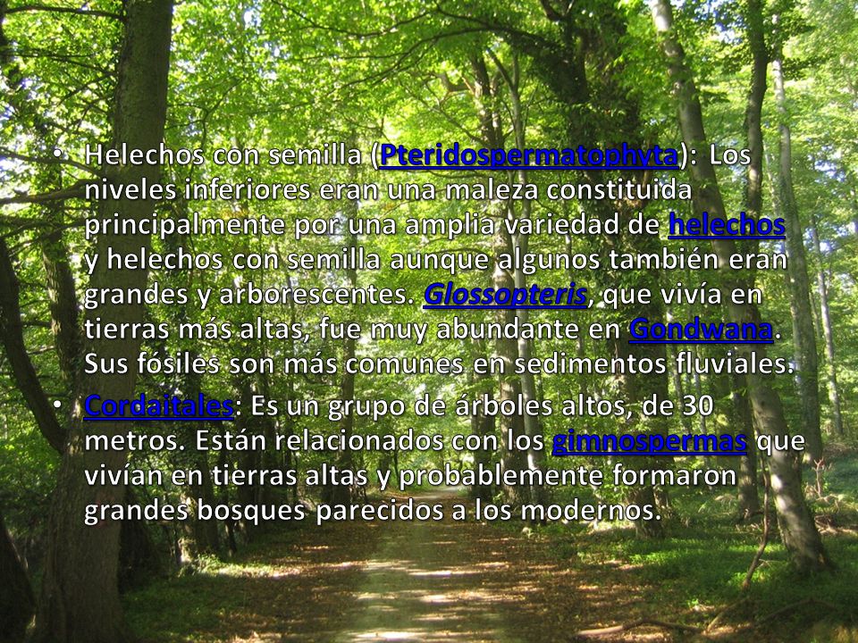 Helechos con semilla (Pteridospermatophyta): Los niveles inferiores eran una maleza constituida principalmente por una amplia variedad de helechos y helechos con semilla aunque algunos también eran grandes y arborescentes. Glossopteris, que vivía en tierras más altas, fue muy abundante en Gondwana. Sus fósiles son más comunes en sedimentos fluviales.