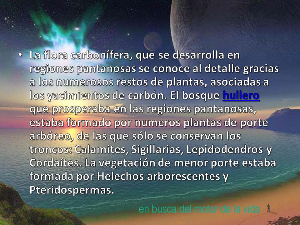 La flora carbonífera, que se desarrolla en regiones pantanosas se conoce al detalle gracias a los numerosos restos de plantas, asociadas a los yacimientos de carbón.