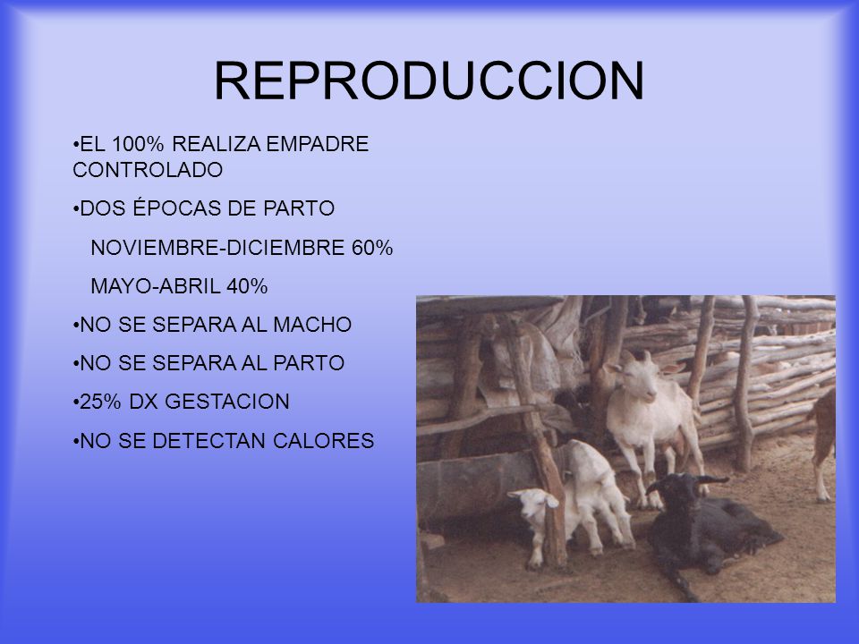 REPRODUCCION EL 100% REALIZA EMPADRE CONTROLADO DOS ÉPOCAS DE PARTO