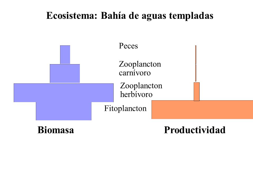 Ecosistema: Bahía de aguas templadas