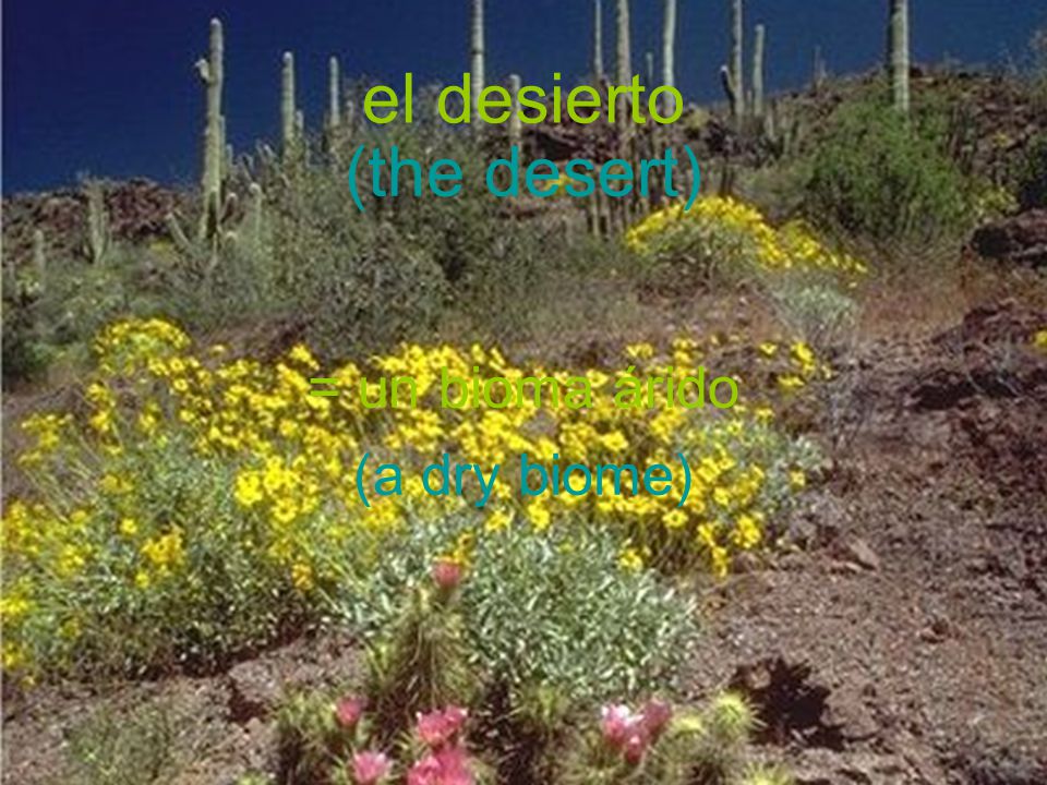 el desierto (the desert) = un bioma árido (a dry biome)