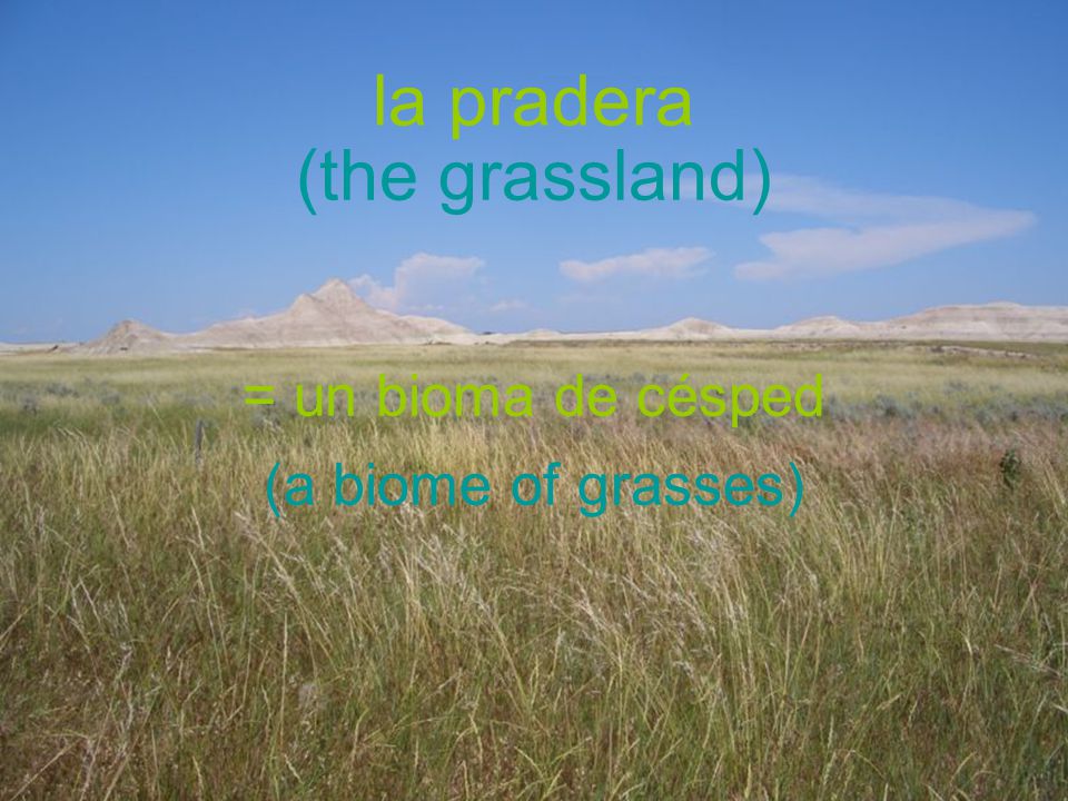 la pradera (the grassland) = un bioma de césped (a biome of grasses)