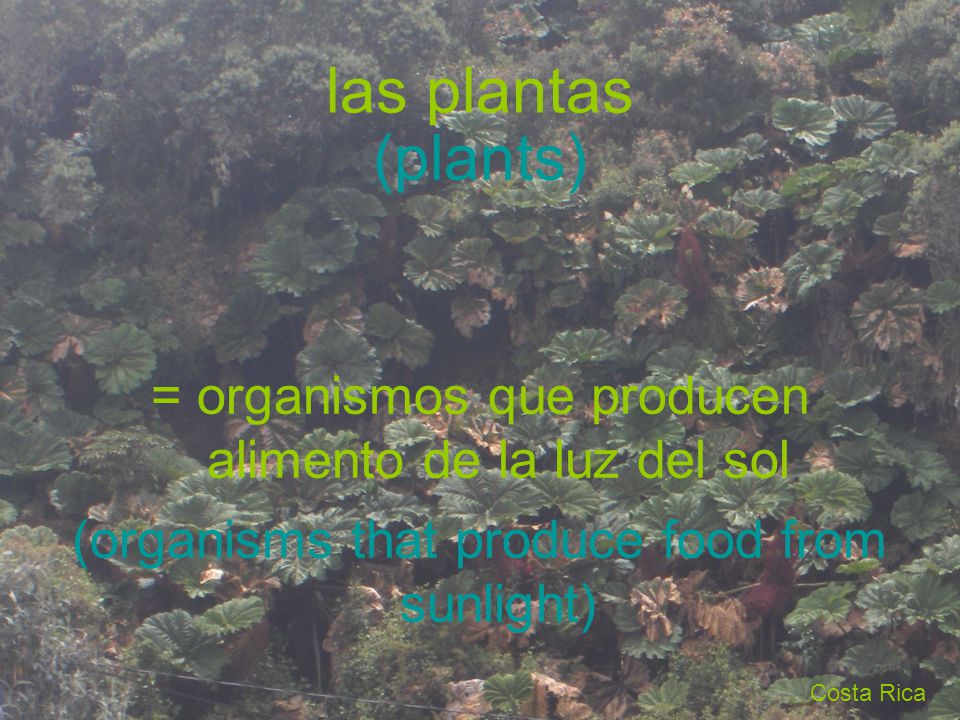 las plantas (plants) = organismos que producen alimento de la luz del sol. (organisms that produce food from sunlight)