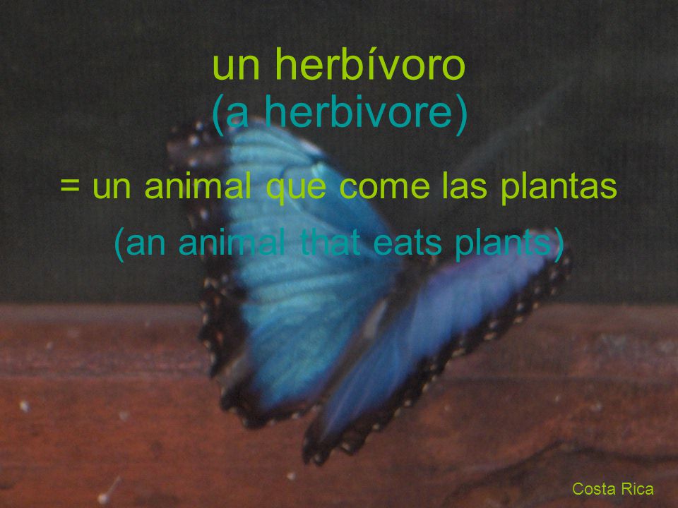 un herbívoro (a herbivore) = un animal que come las plantas