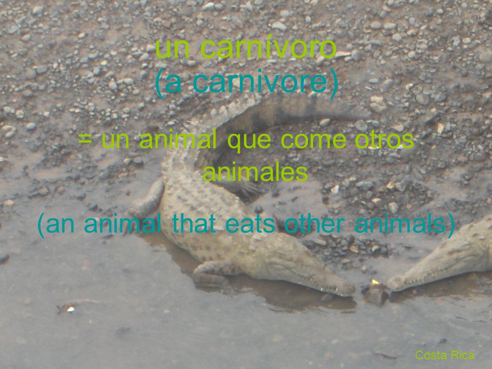 un carnívoro (a carnivore) = un animal que come otros animales