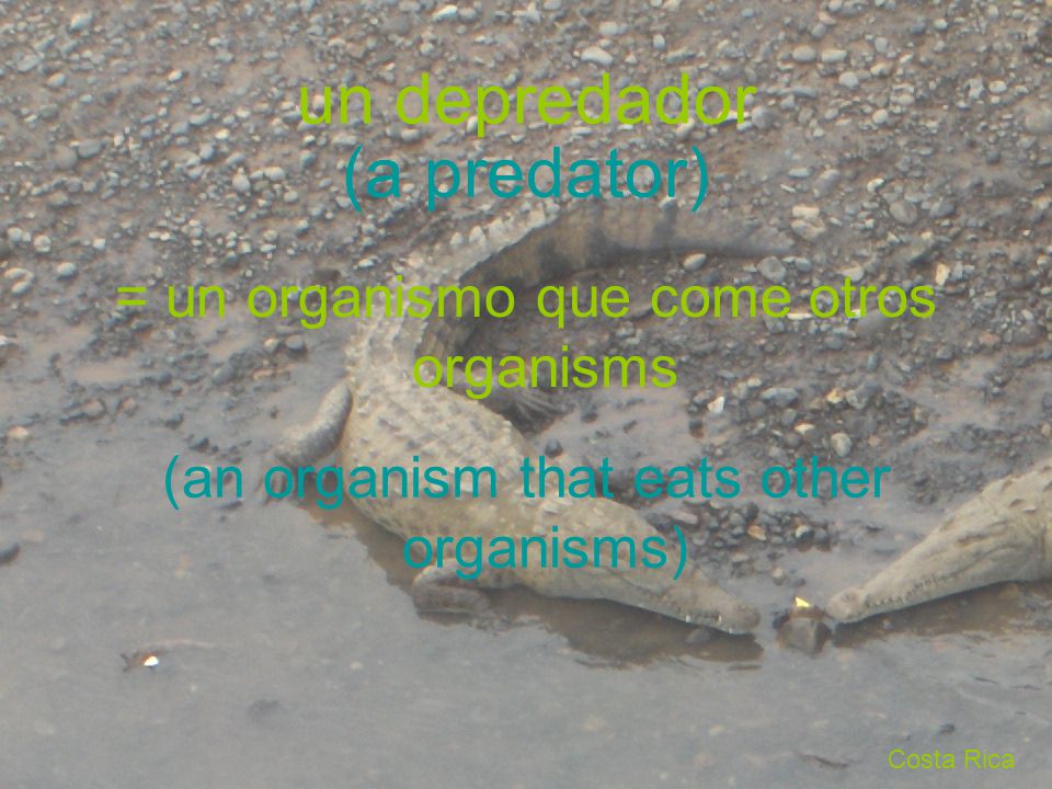 un depredador (a predator) = un organismo que come otros organisms