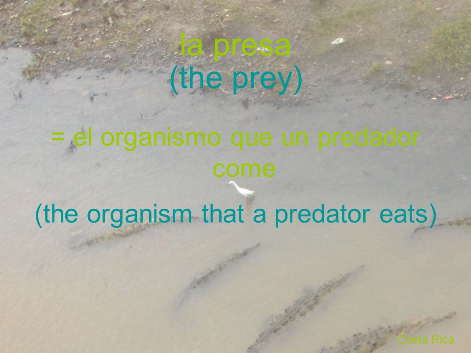 la presa (the prey) = el organismo que un predador come