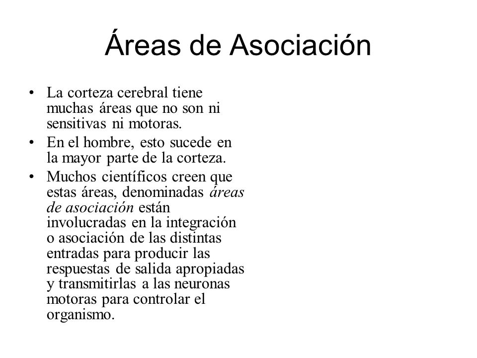 Áreas de Asociación La corteza cerebral tiene muchas áreas que no son ni sensitivas ni motoras.
