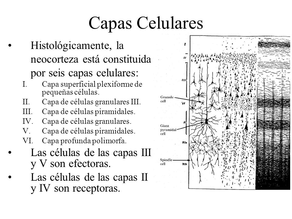 Capas Celulares Histológicamente, la neocorteza está constituida por seis capas celulares: Capa superficial plexiforme de pequeñas células.