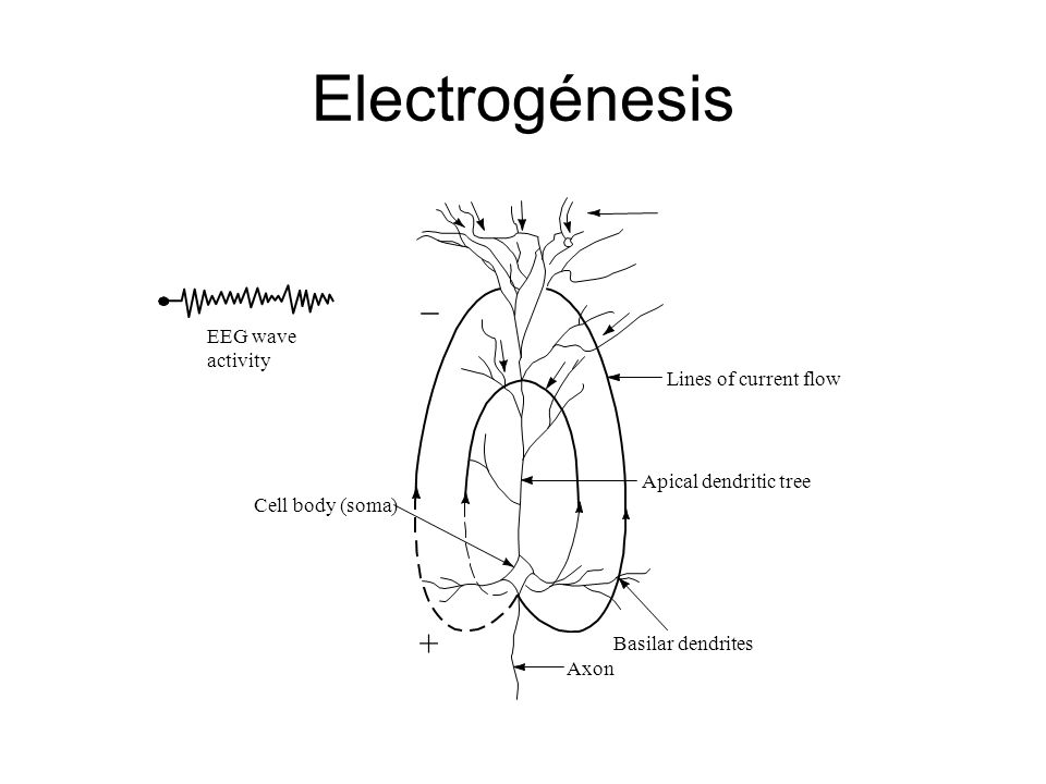 Electrogénesis - + EEG wave activity Lines of current flow