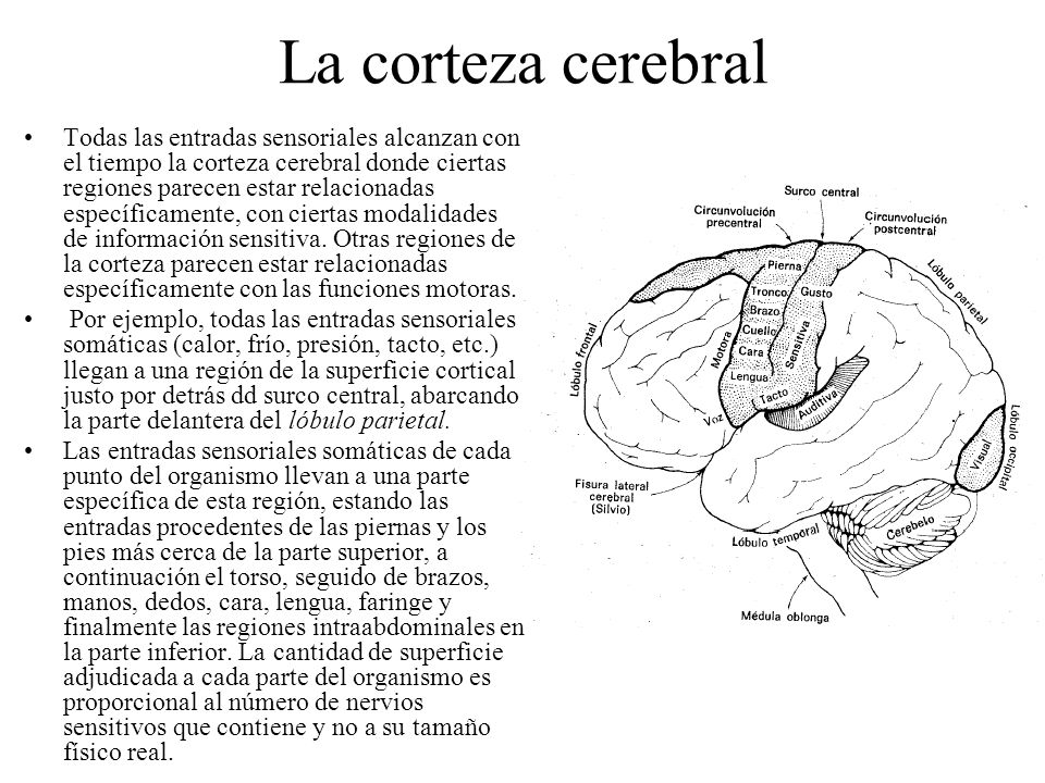 La corteza cerebral