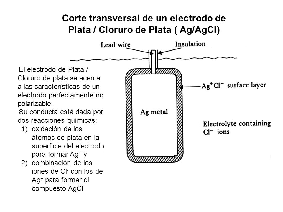 Corte transversal de un electrodo de Plata / Cloruro de Plata ( Ag/AgCl)