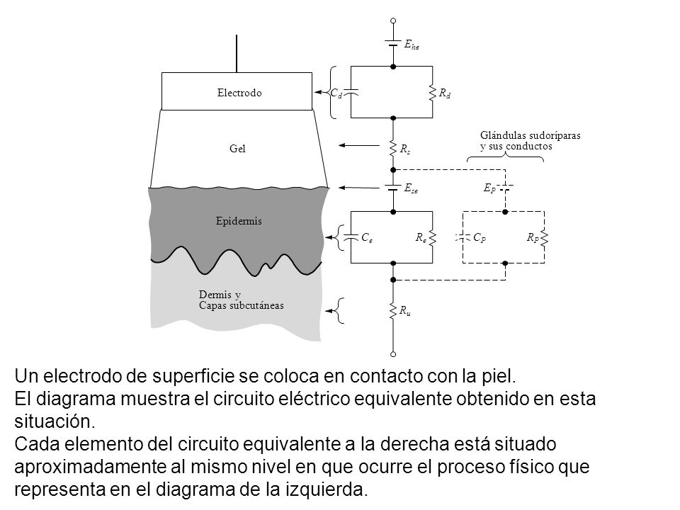 Ehe Electrodo. Cd. Rd. Glándulas sudoríparas. Gel. Rs. y sus conductos. Ese. EP. Epidermis.