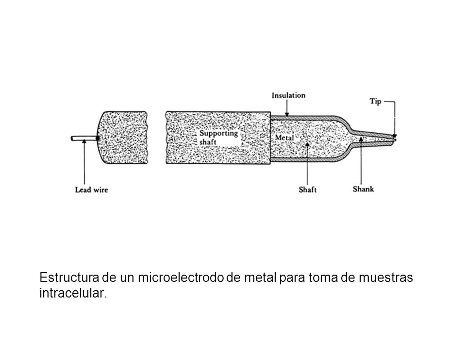 Estructura de un microelectrodo de metal para toma de muestras intracelular.