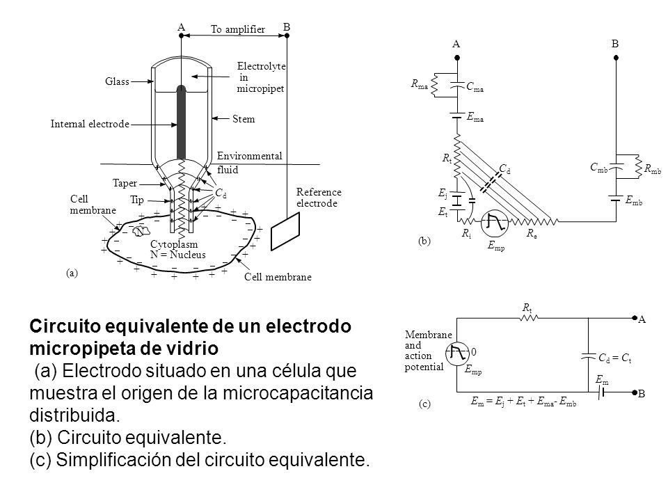 A To amplifier. B. A. B. Electrolyte. in. micropipet. Glass. Rma. Cma. Stem. Ema. Internal electrode.