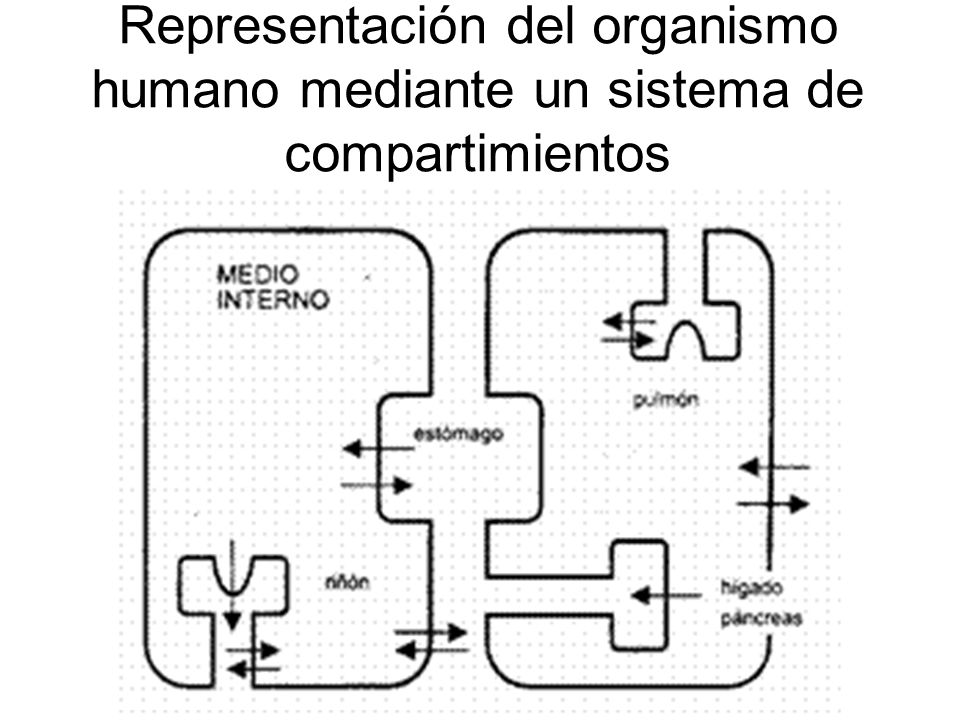 Representación del organismo humano mediante un sistema de compartimientos