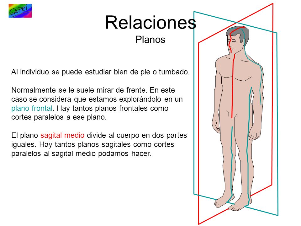 Relaciones Planos Al individuo se puede estudiar bien de pie o tumbado.