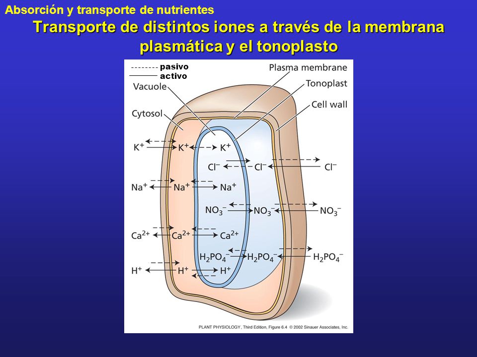 Transporte de distintos iones a través de la membrana plasmática y el tonoplasto