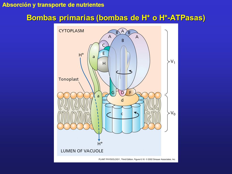 Bombas primarias (bombas de H+ o H+-ATPasas)
