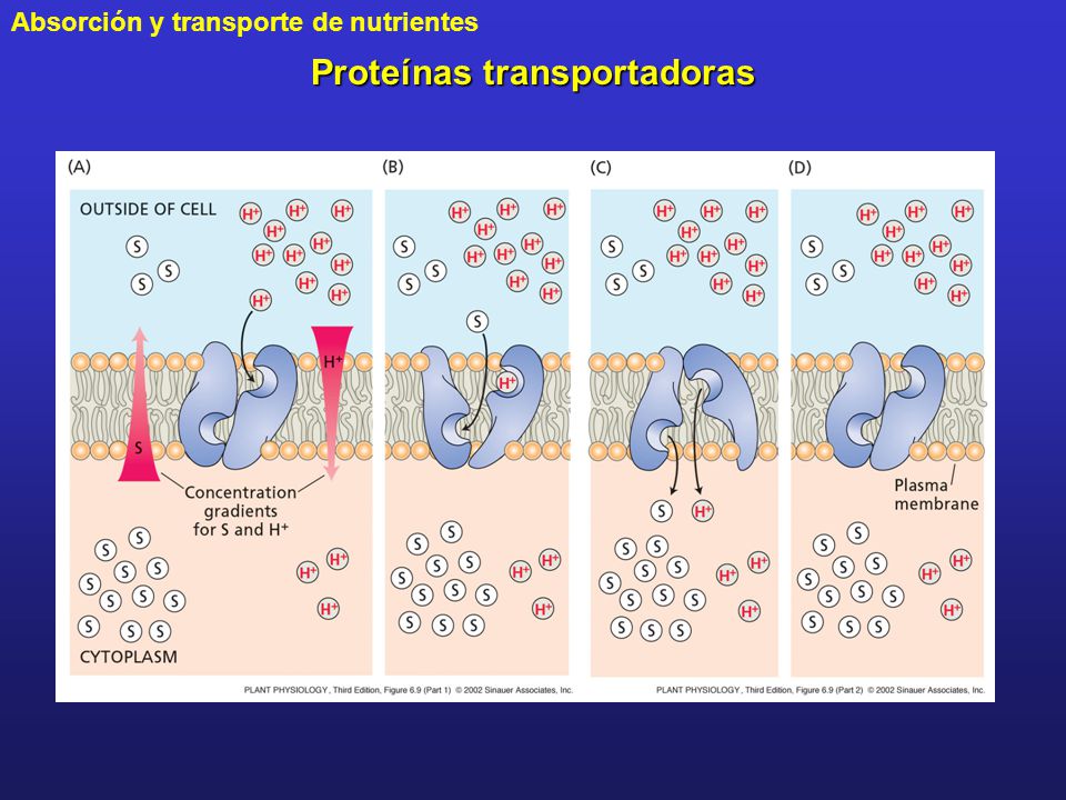 Proteínas transportadoras