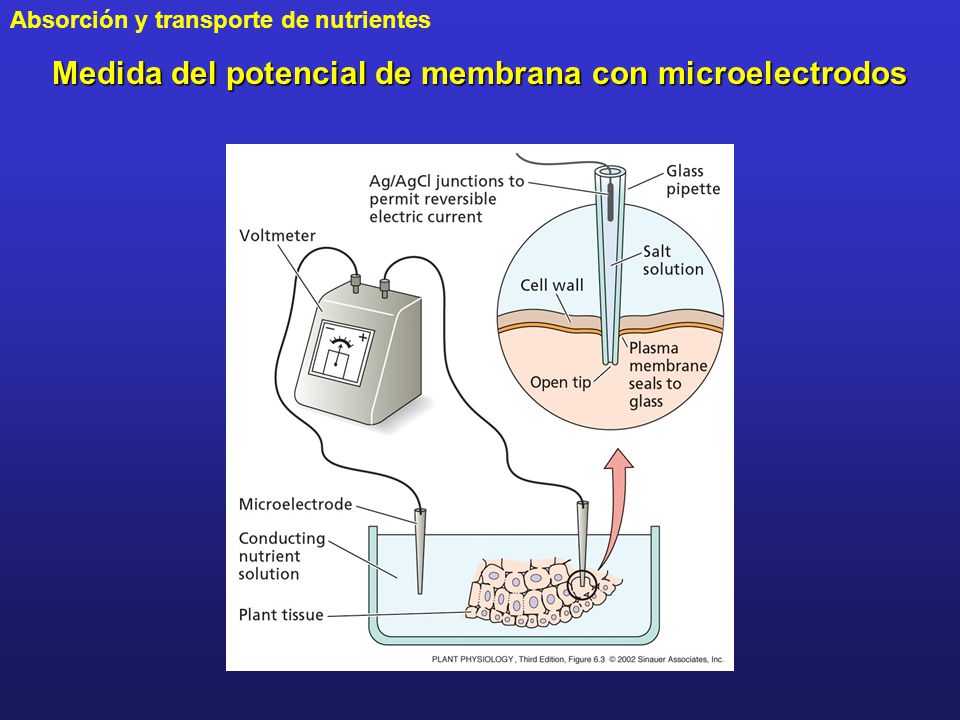 Medida del potencial de membrana con microelectrodos