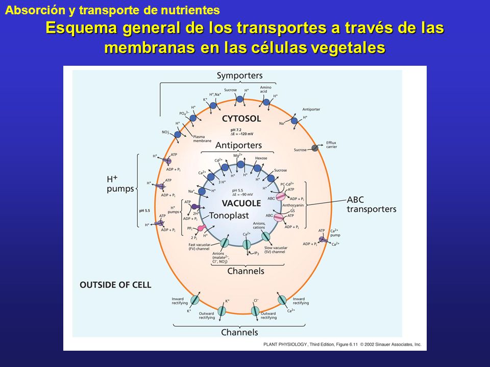 Esquema general de los transportes a través de las membranas en las células vegetales