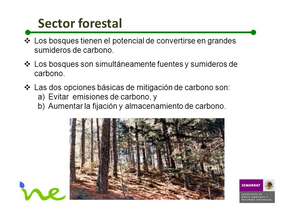 Sector forestal Los bosques tienen el potencial de convertirse en grandes sumideros de carbono.