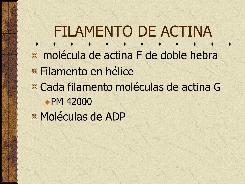 FILAMENTO DE ACTINA molécula de actina F de doble hebra