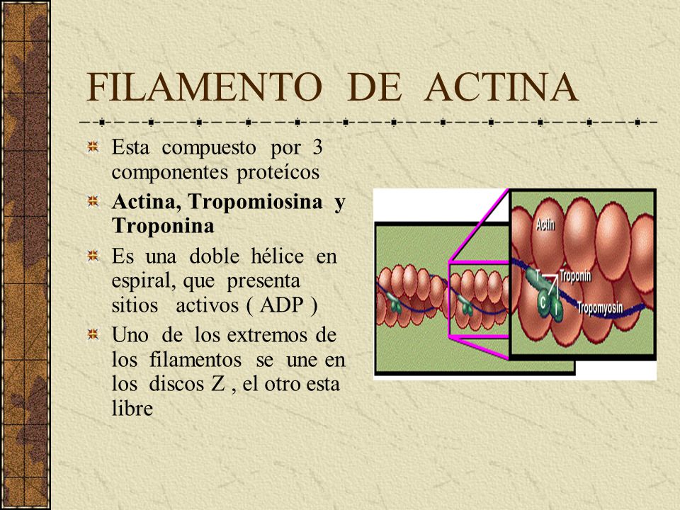 FILAMENTO DE ACTINA Esta compuesto por 3 componentes proteícos