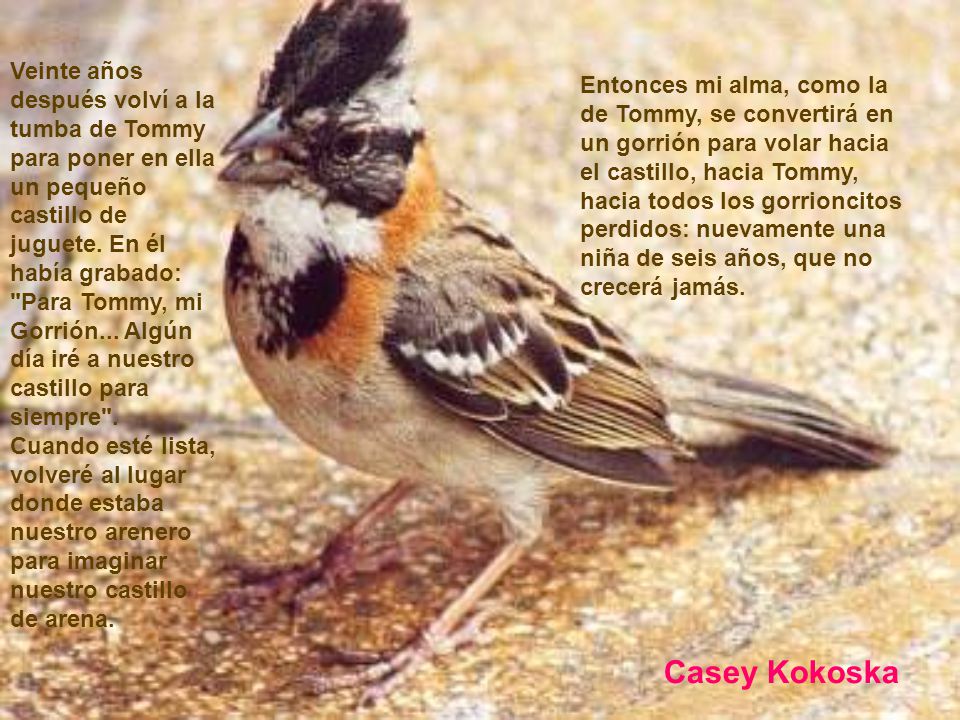 Veinte años después volví a la tumba de Tommy para poner en ella un pequeño castillo de juguete. En él había grabado: Para Tommy, mi Gorrión... Algún día iré a nuestro castillo para siempre .