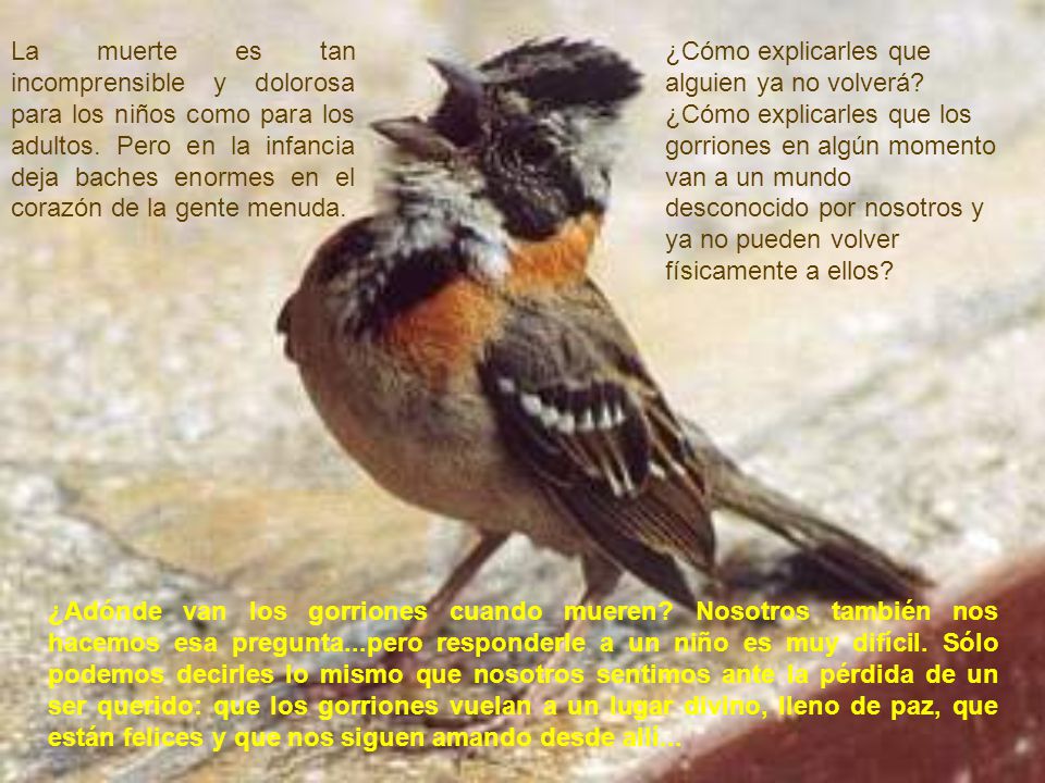 La muerte es tan incomprensible y dolorosa para los niños como para los adultos. Pero en la infancia deja baches enormes en el corazón de la gente menuda.