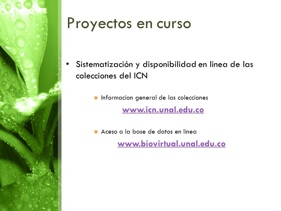 Proyectos en curso Sistematización y disponibilidad en linea de las colecciones del ICN. Informacion general de las colecciones.
