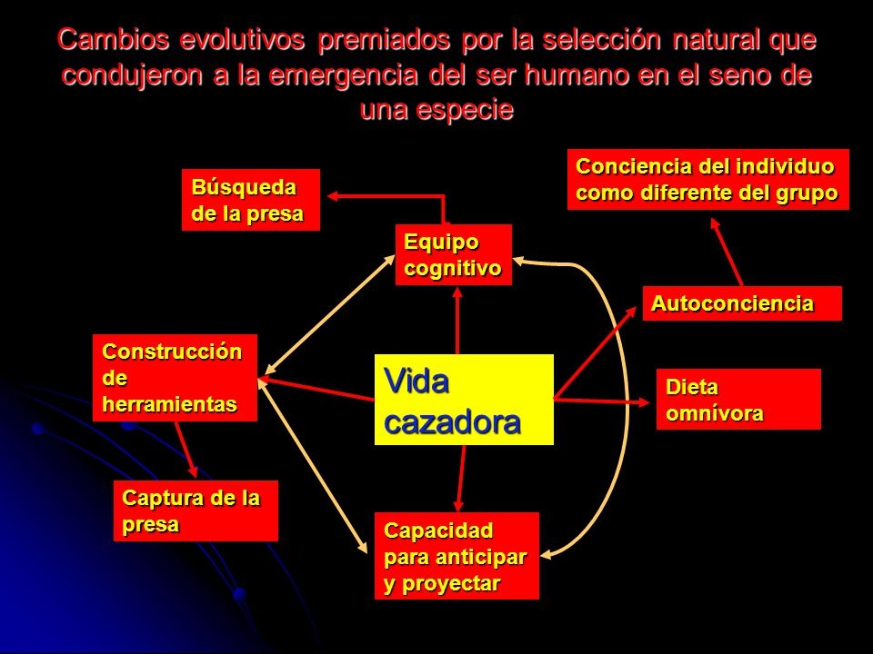 Cambios evolutivos premiados por la selección natural que condujeron a la emergencia del ser humano en el seno de una especie