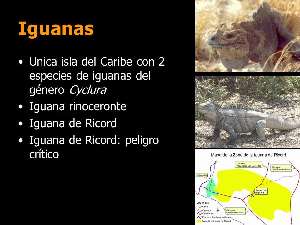 Iguanas Unica isla del Caribe con 2 especies de iguanas del género Cyclura. Iguana rinoceronte. Iguana de Ricord.