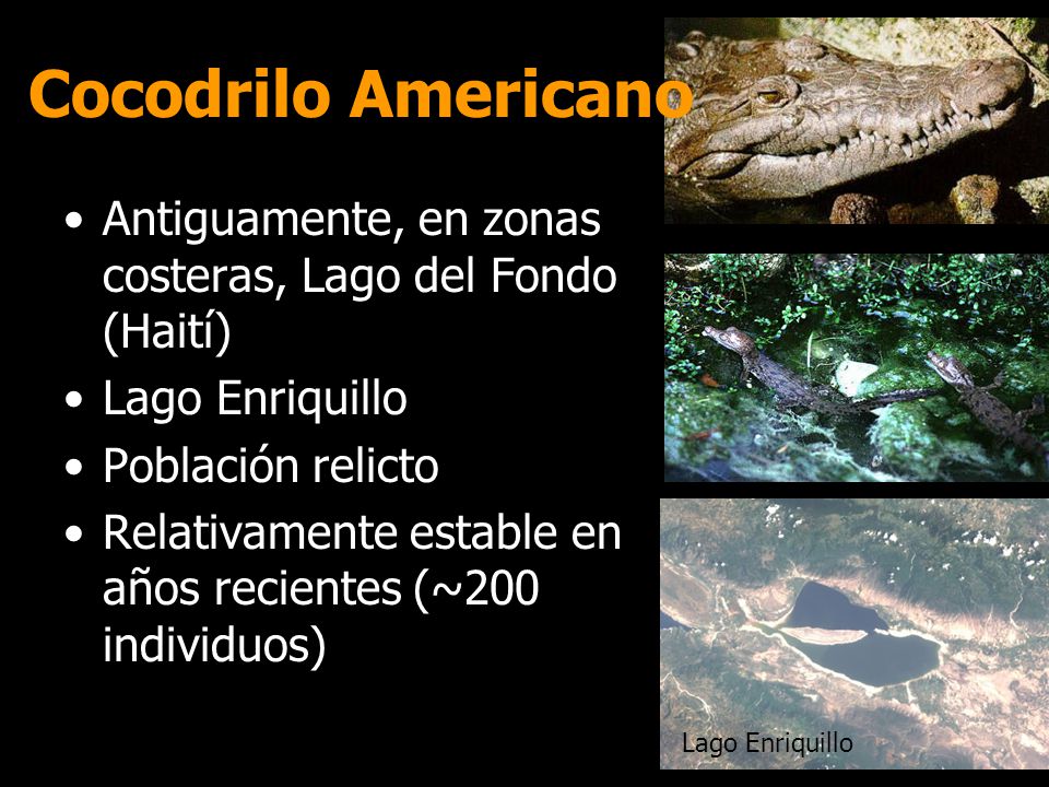 Cocodrilo Americano Antiguamente, en zonas costeras, Lago del Fondo (Haití) Lago Enriquillo. Población relicto.