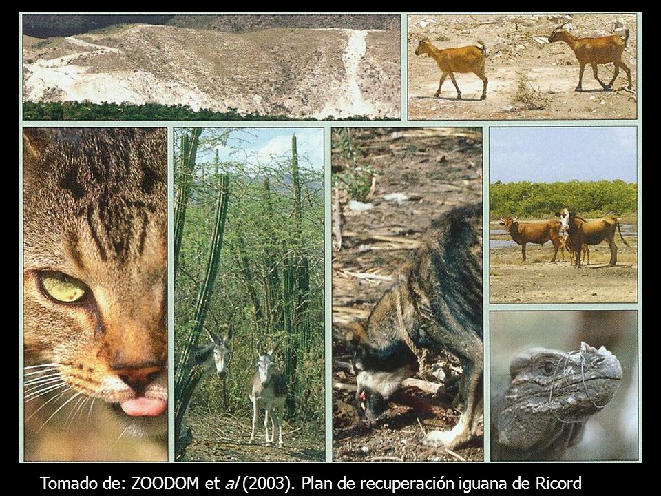 Tomado de: ZOODOM et al (2003). Plan de recuperación iguana de Ricord