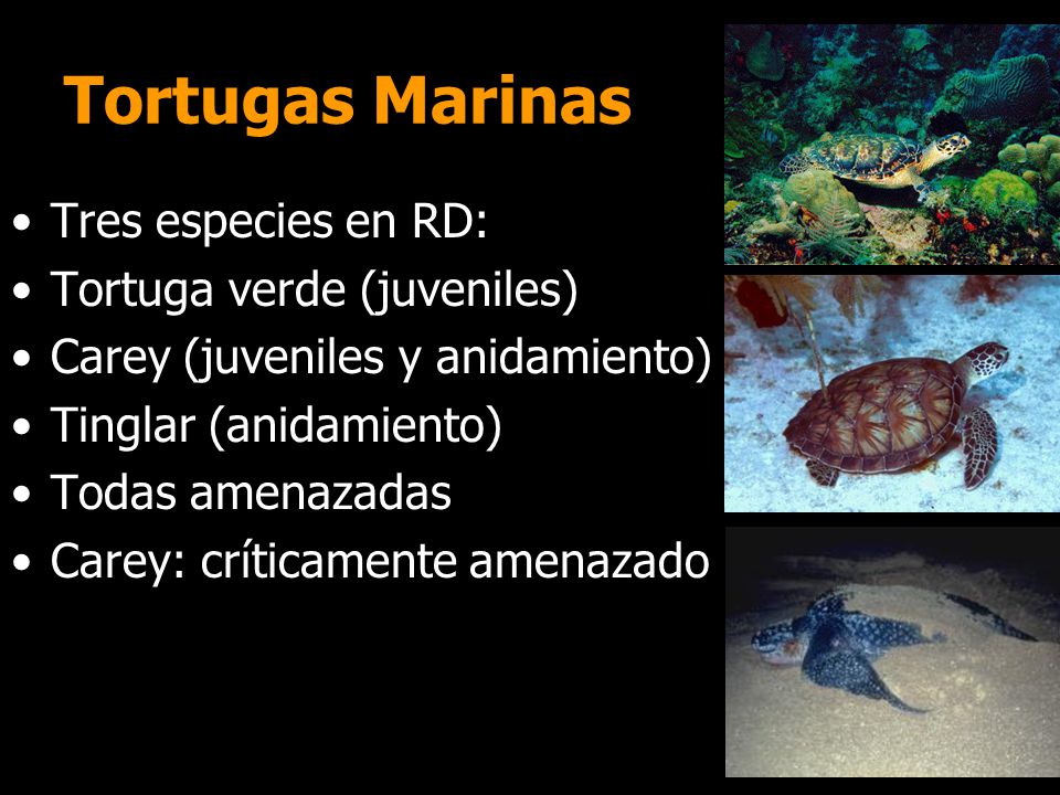 Tortugas Marinas Tres especies en RD: Tortuga verde (juveniles)