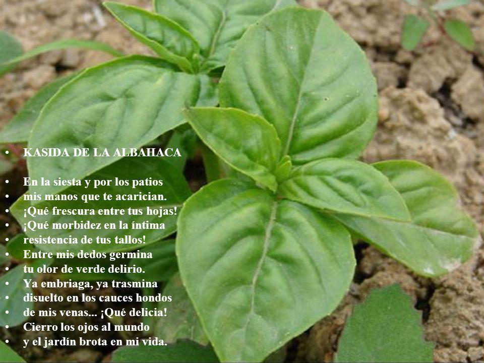 KASIDA DE LA ALBAHACA En la siesta y por los patios. mis manos que te acarician. ¡Qué frescura entre tus hojas!