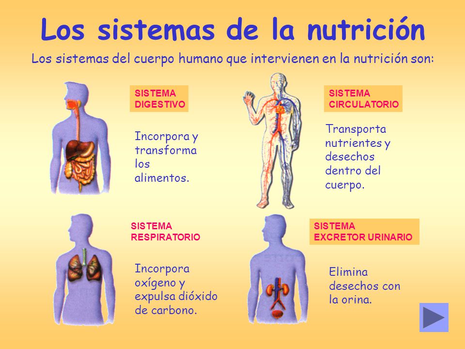 Los sistemas de la nutrición