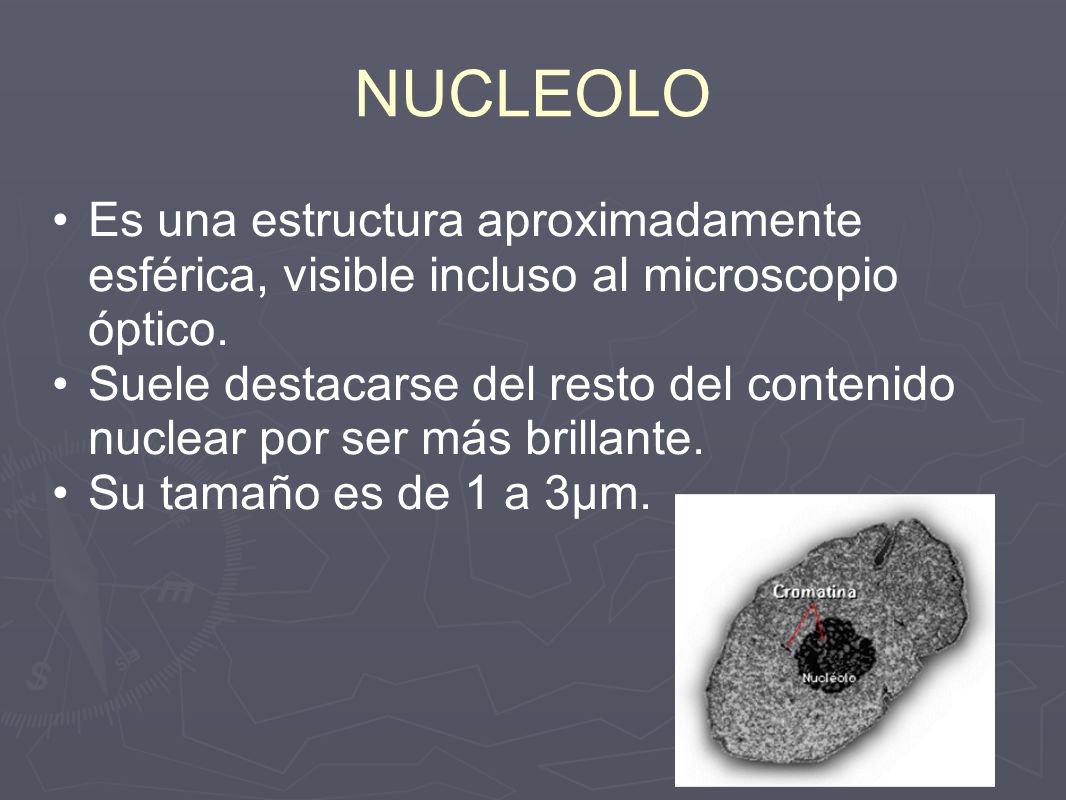 NUCLEOLO Es una estructura aproximadamente esférica, visible incluso al microscopio óptico.