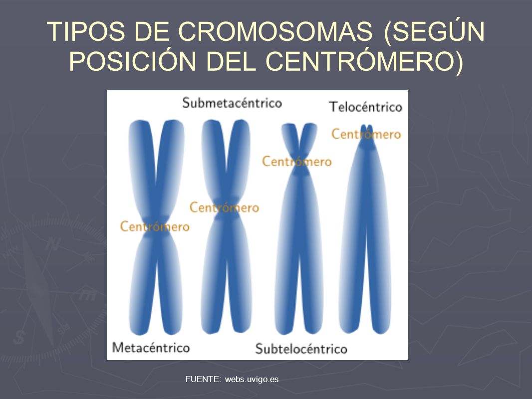 TIPOS DE CROMOSOMAS (SEGÚN POSICIÓN DEL CENTRÓMERO)