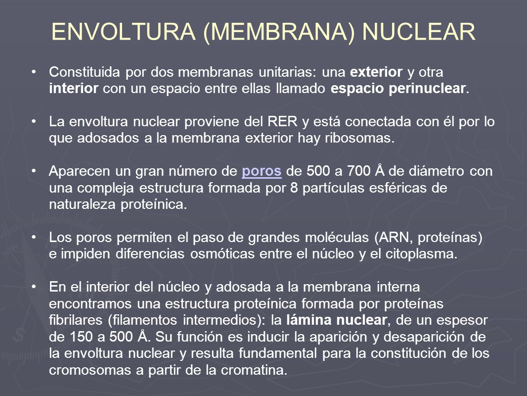 ENVOLTURA (MEMBRANA) NUCLEAR