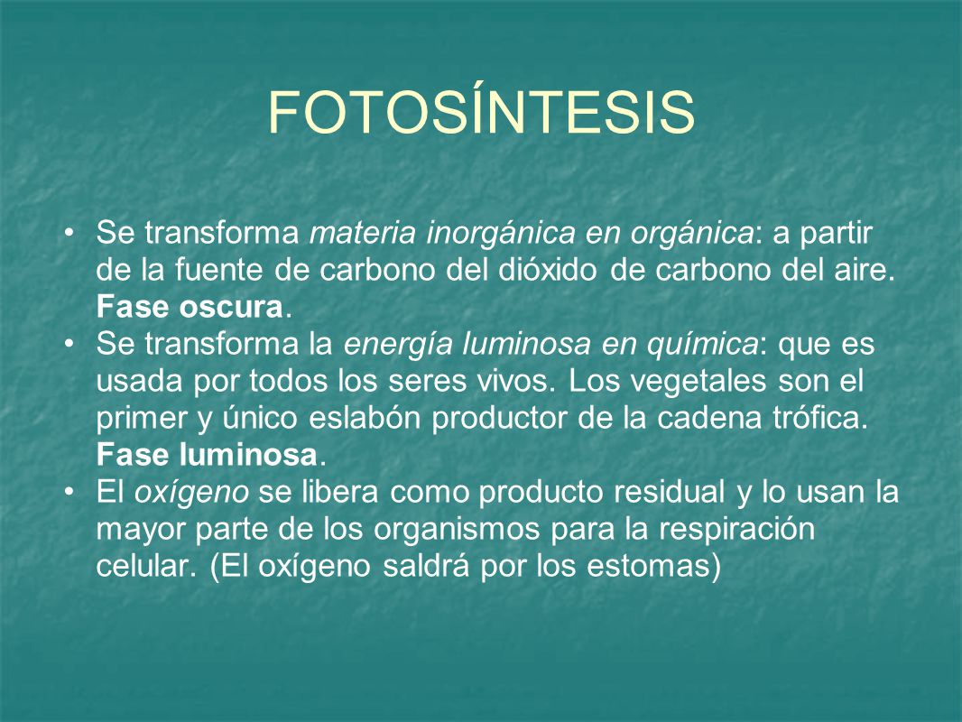 FOTOSÍNTESIS Se transforma materia inorgánica en orgánica: a partir de la fuente de carbono del dióxido de carbono del aire. Fase oscura.