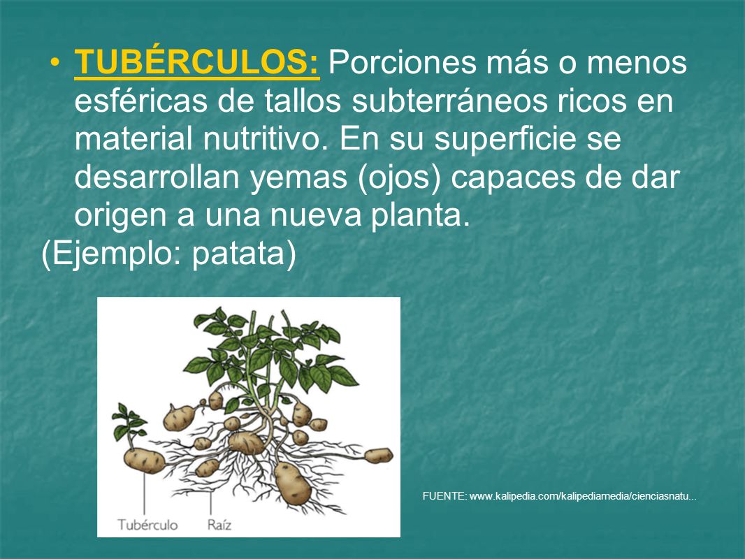 TUBÉRCULOS: Porciones más o menos esféricas de tallos subterráneos ricos en material nutritivo. En su superficie se desarrollan yemas (ojos) capaces de dar origen a una nueva planta.