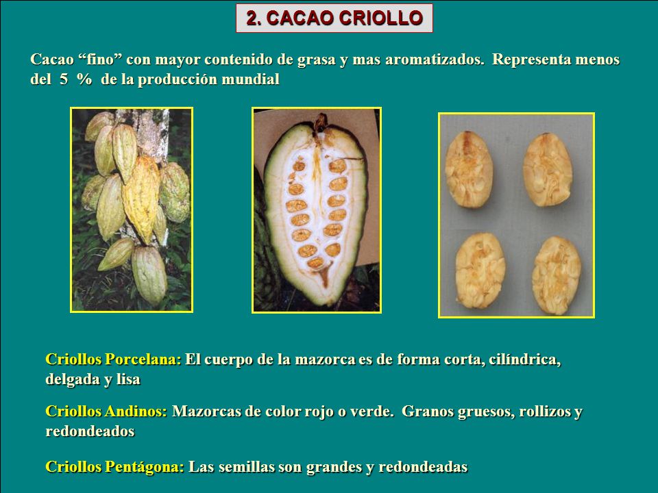 2. CACAO CRIOLLO Cacao fino con mayor contenido de grasa y mas aromatizados. Representa menos del 5 % de la producción mundial.